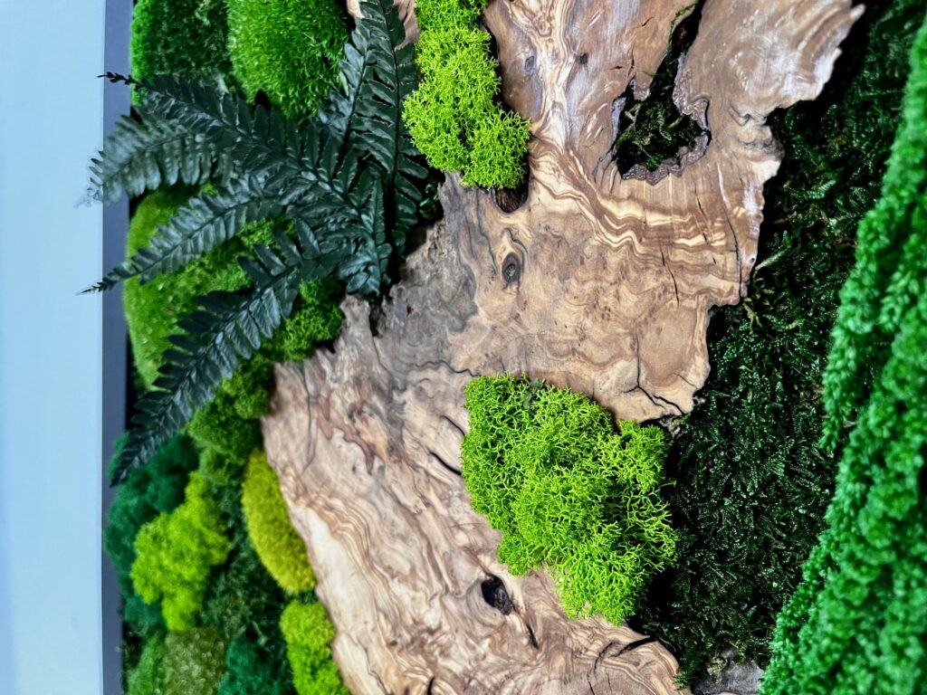 Mechový obraz s olivou 80x50 3